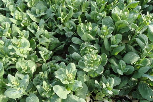 油菜種植時間是什么時候