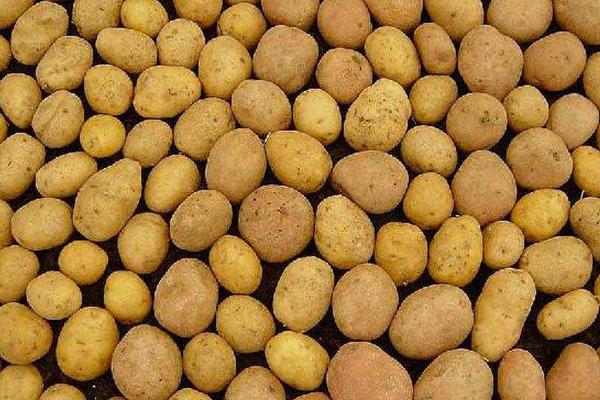 馬鈴薯種子價格多少錢一斤