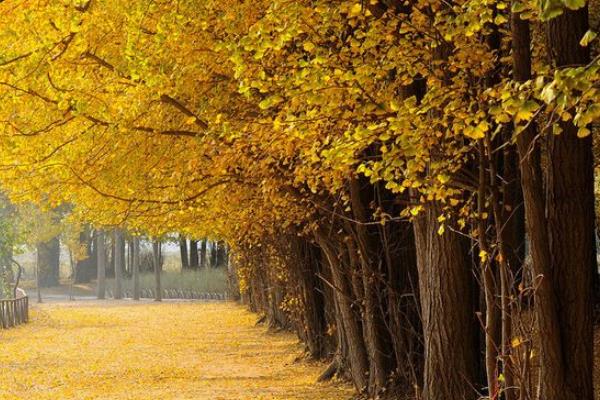 2018種什么樹經濟價值高