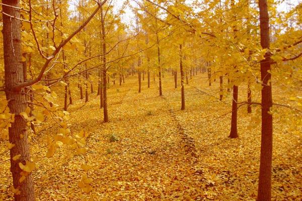 2018種什么樹經濟價值高