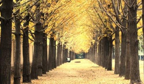 2018種什么樹經濟價值高