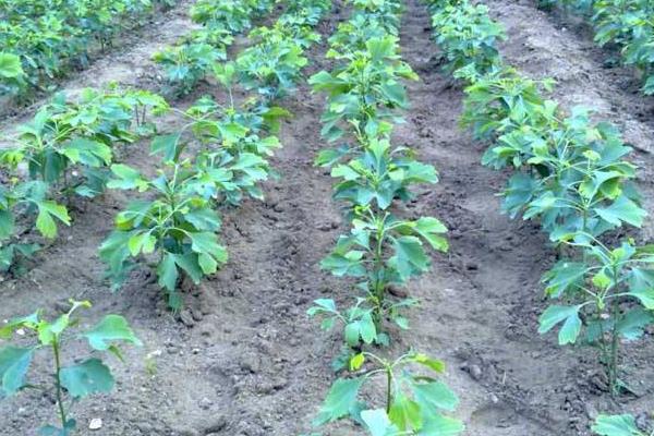 2018種什么樹經濟價值高