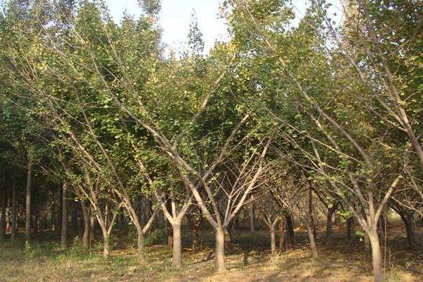 2018種什么樹經濟價值高