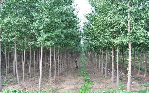 2018種什么樹經濟價值高