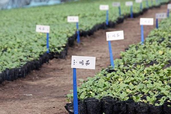 青椒種子價格多少錢一斤