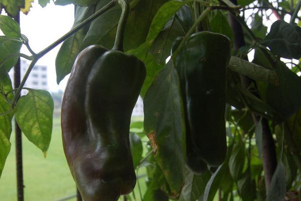 青椒種子價格多少錢一斤