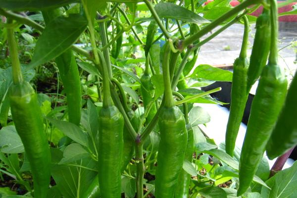 青椒種子價格多少錢一斤