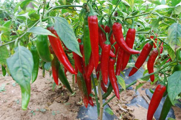 青椒種子價格多少錢一斤