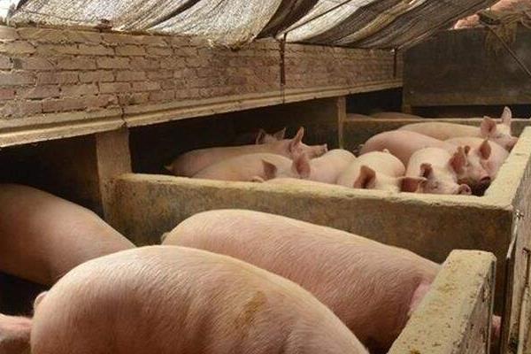 2018農村養什么好養有賺錢