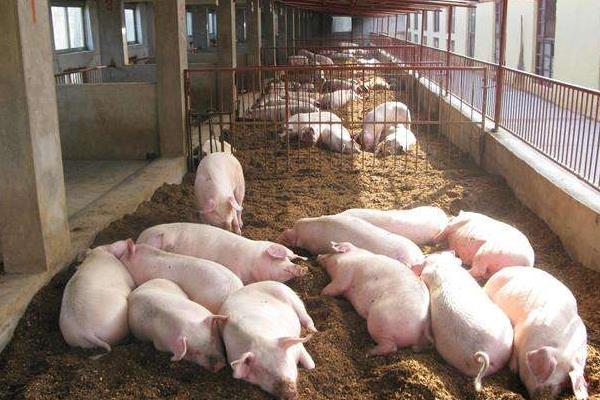 2018農村養什么好養有賺錢