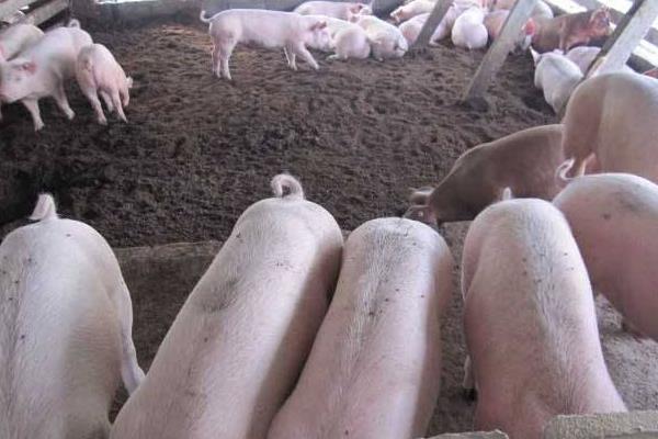 2018農村養什么好養有賺錢