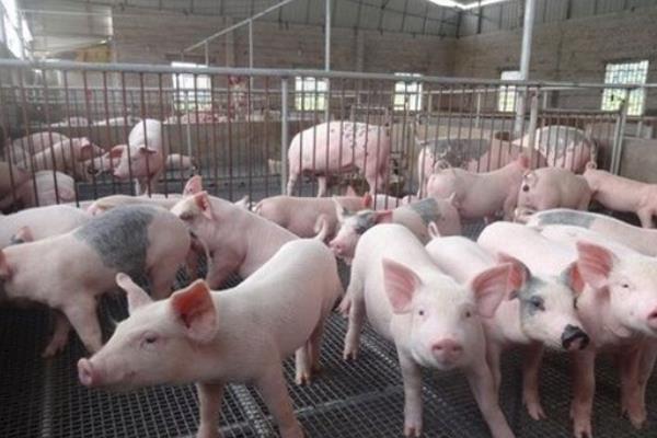 2018農村養什么好養有賺錢