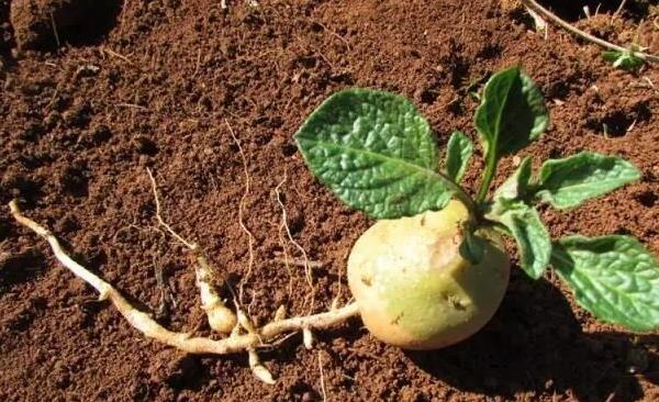 馬鈴薯的薯塊是什么