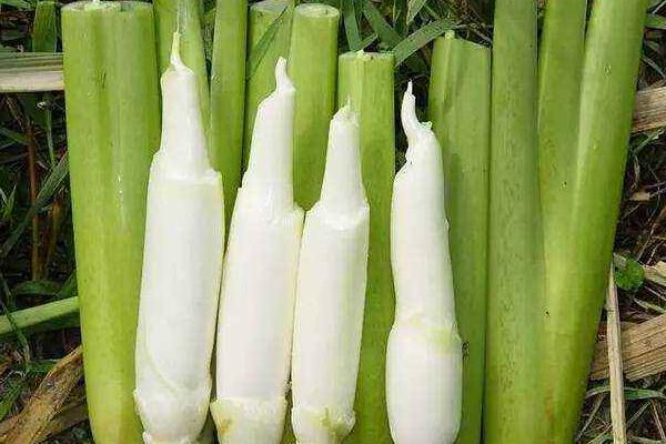 茭白圖片大全