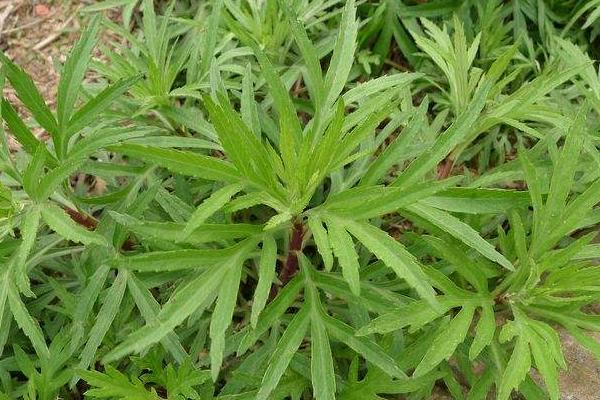 蘆蒿和茼蒿的區別是什么