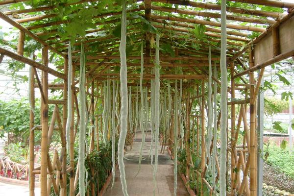 蛇瓜種子價格多少錢一斤