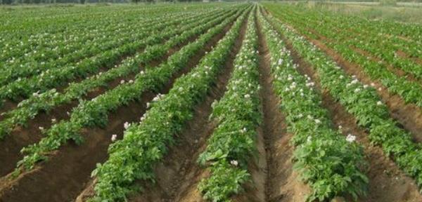 馬鈴薯高產栽培技術