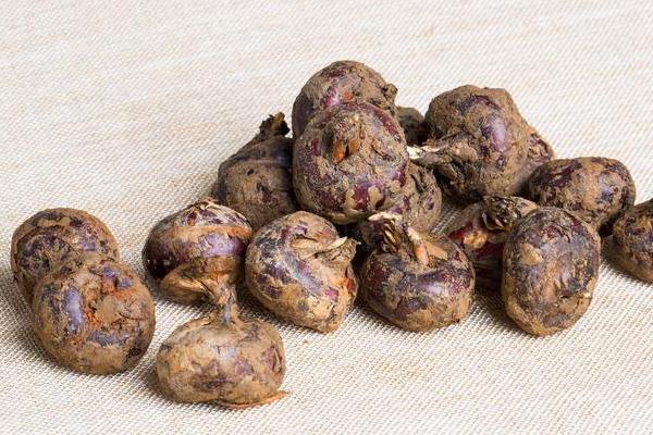 野荸薺和荸薺一樣嗎