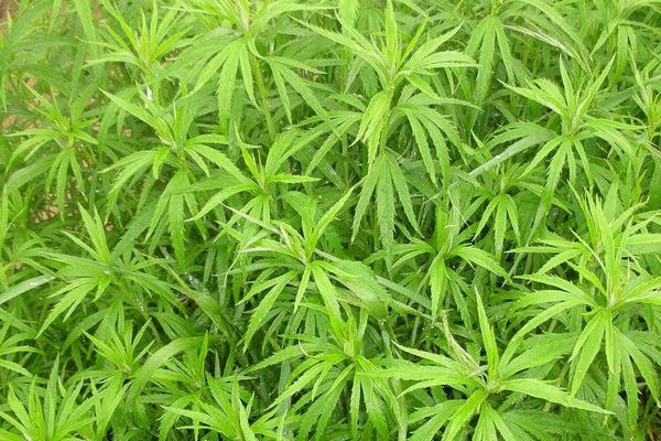 蘆蒿和茼蒿的區(qū)別是什么