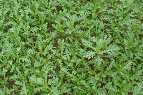 蘆蒿和茼蒿的區(qū)別是什么