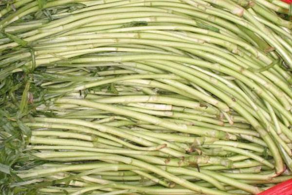 蘆蒿和茼蒿的區(qū)別是什么