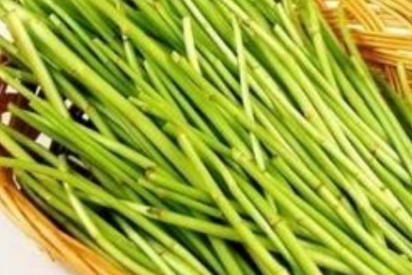 蘆蒿和茼蒿的區(qū)別是什么