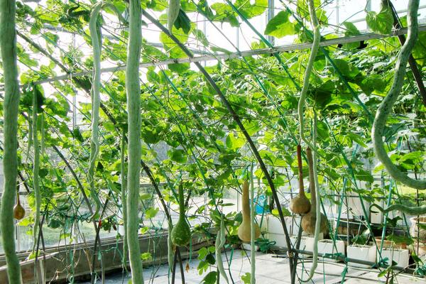 蛇瓜價格多少錢一斤