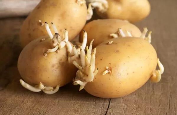 馬鈴薯發芽了還能吃嗎