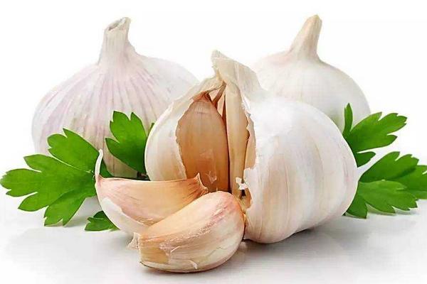 大蒜發芽能吃嗎