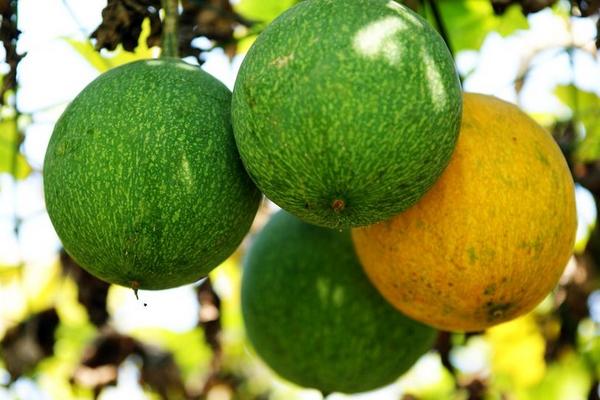 瓜蔞的功效與作用及禁忌