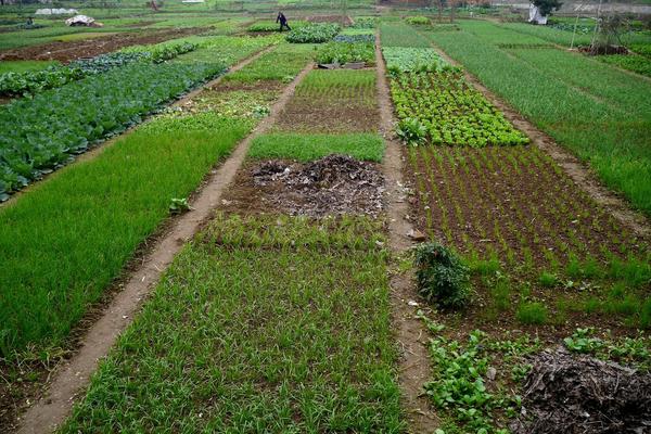 2018南方種植什么最賺錢