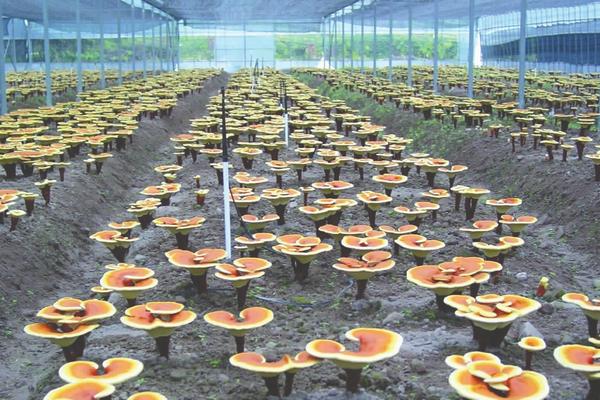 2018農村有哪些創業商機