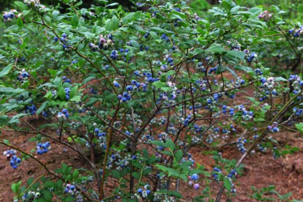 2018農村有哪些創業商機