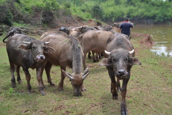 2018養(yǎng)什么賺錢