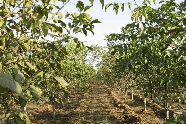 2018種什么果樹最賺錢