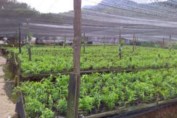 2018種植業什么前景最好