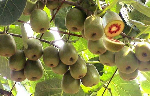 2018南方種植什么最賺錢