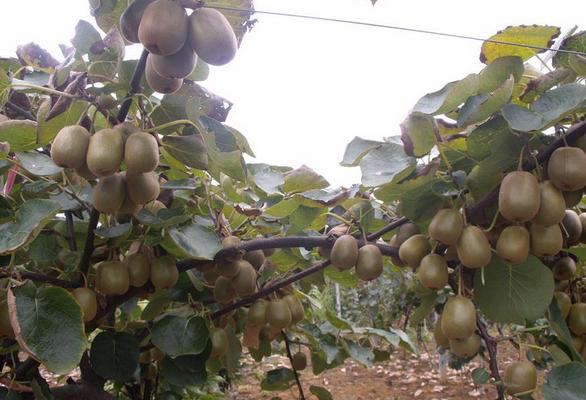 2018南方種植什么最賺錢