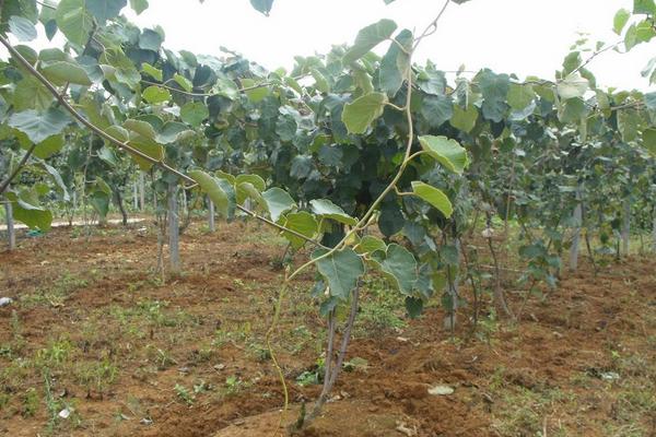 2018南方種植什么最賺錢