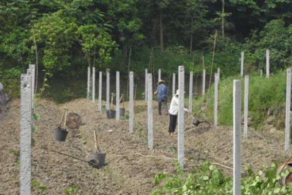 2018南方種植什么最賺錢