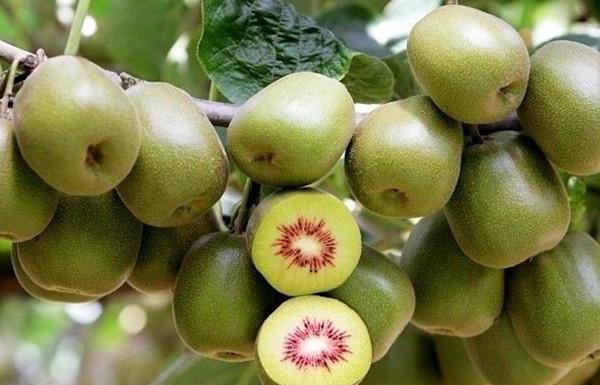 2018南方種植什么最賺錢