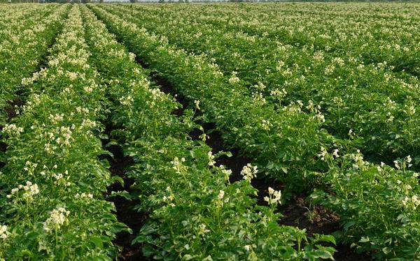 馬鈴薯種植時間是什么時候