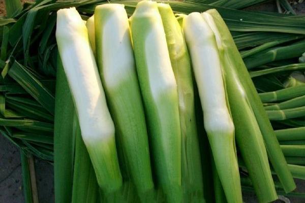 如何挑選茭白