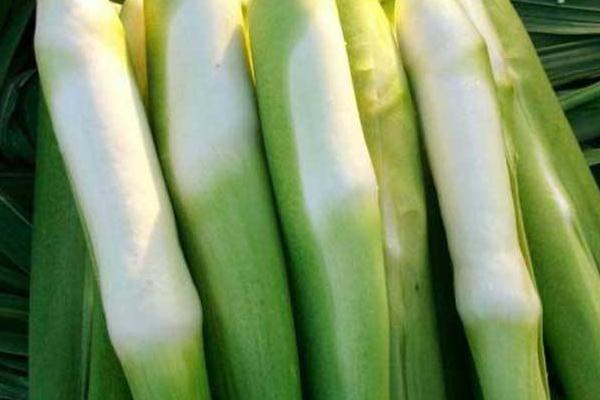 如何挑選茭白