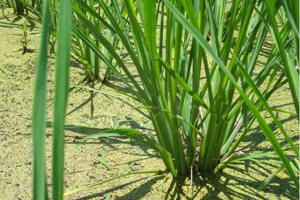 茭白無土栽培技術