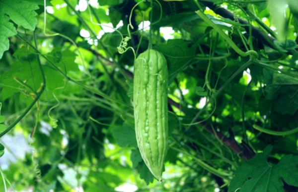 苦瓜圖片大全