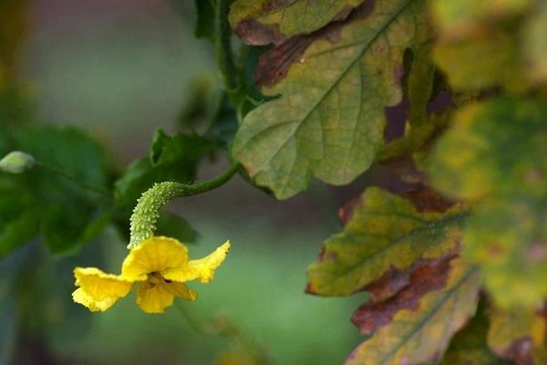 苦瓜圖片大全