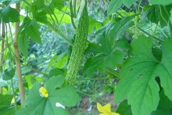 苦瓜圖片大全