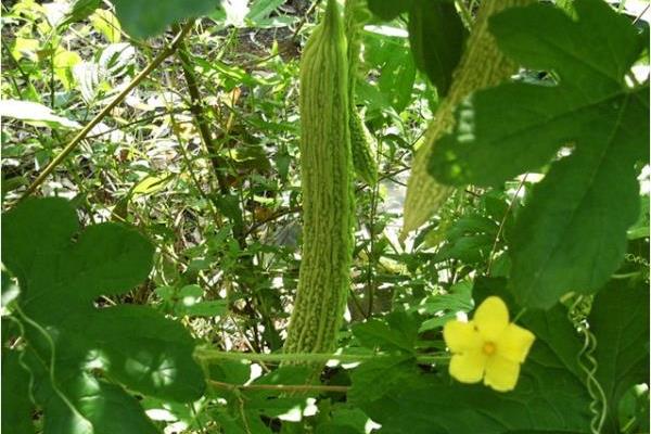 苦瓜圖片大全