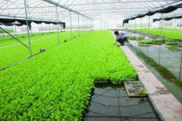 茭白無土栽培技術